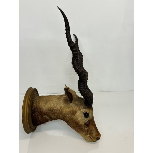 30 - Mounted taxidermy head of a Blackbuck, Indian Antelope, 64 cm nose to antler ends.

This lot is avai... 