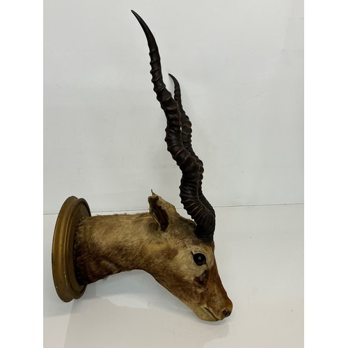 30 - Mounted taxidermy head of a Blackbuck, Indian Antelope, 64 cm nose to antler ends.

This lot is avai... 