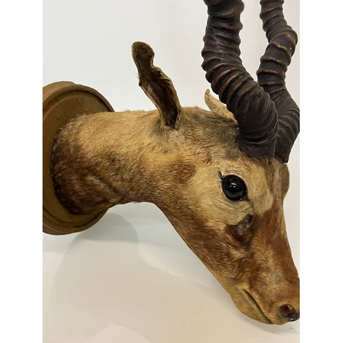 30 - Mounted taxidermy head of a Blackbuck, Indian Antelope, 64 cm nose to antler ends.

This lot is avai... 