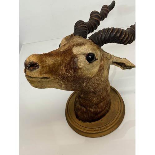 30 - Mounted taxidermy head of a Blackbuck, Indian Antelope, 64 cm nose to antler ends.

This lot is avai... 