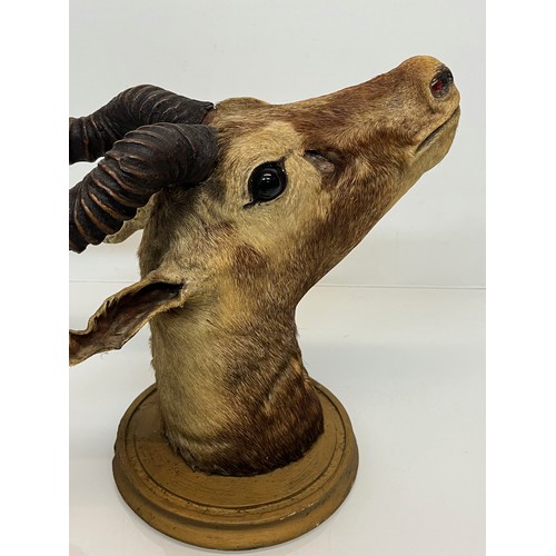 30 - Mounted taxidermy head of a Blackbuck, Indian Antelope, 64 cm nose to antler ends.

This lot is avai... 