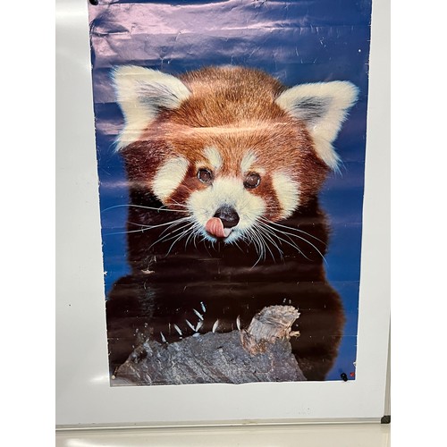 31 - Mid Century furnishing, classic 1972 Danish Minerva brand poster of Red Panda Cub. 91 cm x 62 cm.

T... 