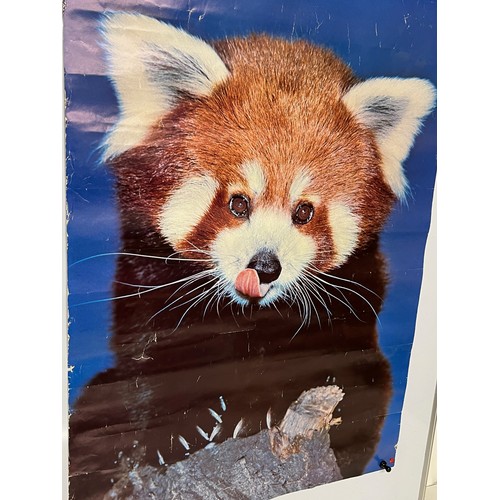 31 - Mid Century furnishing, classic 1972 Danish Minerva brand poster of Red Panda Cub. 91 cm x 62 cm.

T... 