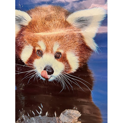 31 - Mid Century furnishing, classic 1972 Danish Minerva brand poster of Red Panda Cub. 91 cm x 62 cm.

T... 