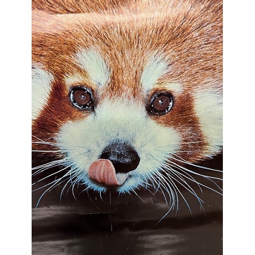 31 - Mid Century furnishing, classic 1972 Danish Minerva brand poster of Red Panda Cub. 91 cm x 62 cm.

T... 