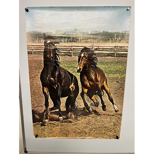 80 - Mid Century furnishing, classic 1970’s Danish poster of Horses. 61 cm x 86 cm.

This lot is availabl... 