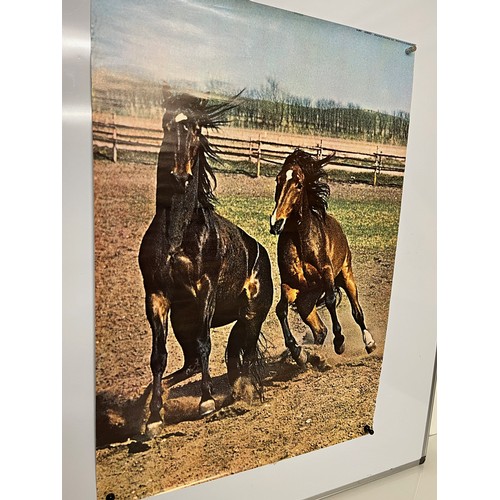 80 - Mid Century furnishing, classic 1970’s Danish poster of Horses. 61 cm x 86 cm.

This lot is availabl... 