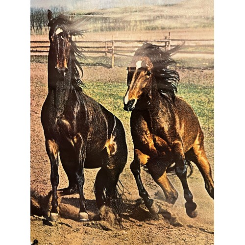 80 - Mid Century furnishing, classic 1970’s Danish poster of Horses. 61 cm x 86 cm.

This lot is availabl... 