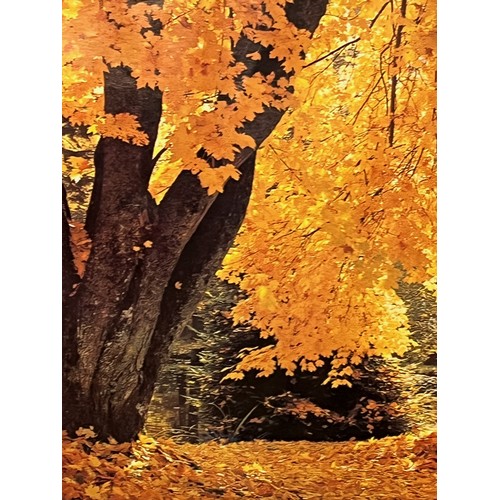 81 - Mid Century furnishing, classic 1970’s Autumnal Woodland poster art. 92 cm x 62 cm.

This lot is ava... 