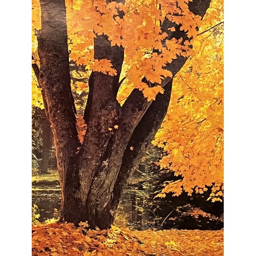 81 - Mid Century furnishing, classic 1970’s Autumnal Woodland poster art. 92 cm x 62 cm.

This lot is ava... 