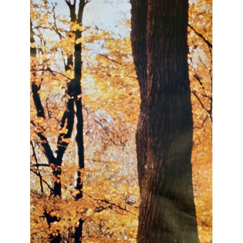 86 - Mid Century furnishing, classic Autumnal Woodland scene door poster. In two sections 109 cm x 85 cm,... 