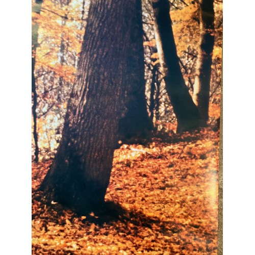 86 - Mid Century furnishing, classic Autumnal Woodland scene door poster. In two sections 109 cm x 85 cm,... 