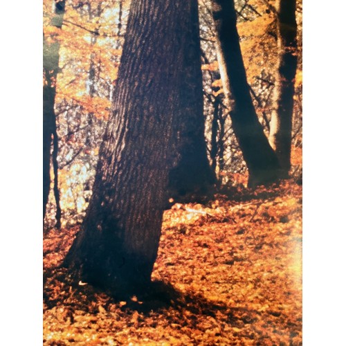 86 - Mid Century furnishing, classic Autumnal Woodland scene door poster. In two sections 109 cm x 85 cm,... 