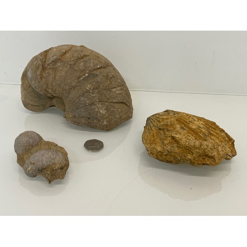 121 - Three Fossils.

This lot is available for in-house shipping