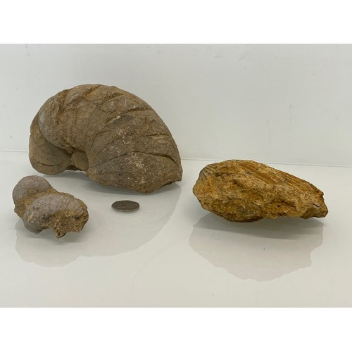 121 - Three Fossils.

This lot is available for in-house shipping