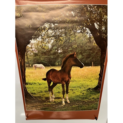 526 - Mid Century furnishing, classic 1970’s horse poster titled Filly Foal. 

This lot is available for i... 