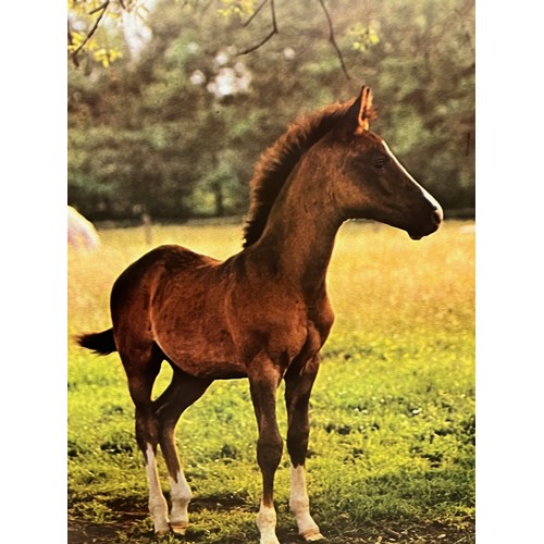 526 - Mid Century furnishing, classic 1970’s horse poster titled Filly Foal. 

This lot is available for i... 