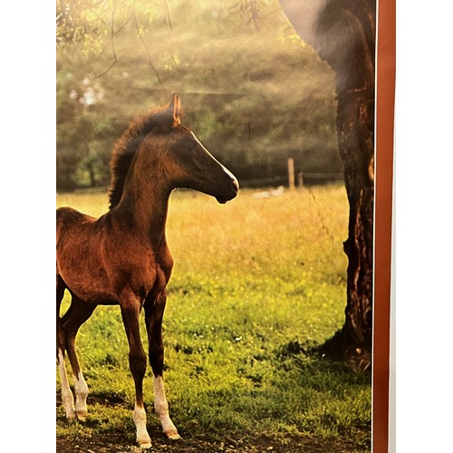 526 - Mid Century furnishing, classic 1970’s horse poster titled Filly Foal. 

This lot is available for i... 