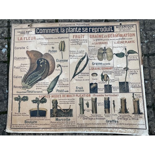 53 - Large educational wall map, double sided scientific illustrations showing nutritional and reproducti... 