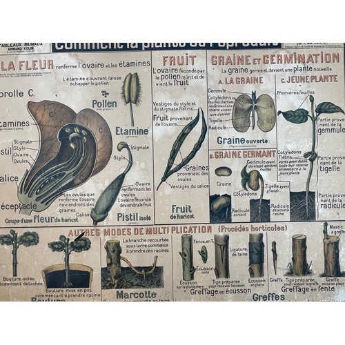 53 - Large educational wall map, double sided scientific illustrations showing nutritional and reproducti... 