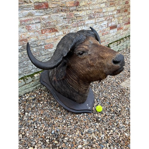 99 - Large Taxidermy Water Buffalo head mounted on a shield shaped oak panel,

This lot is collection onl... 