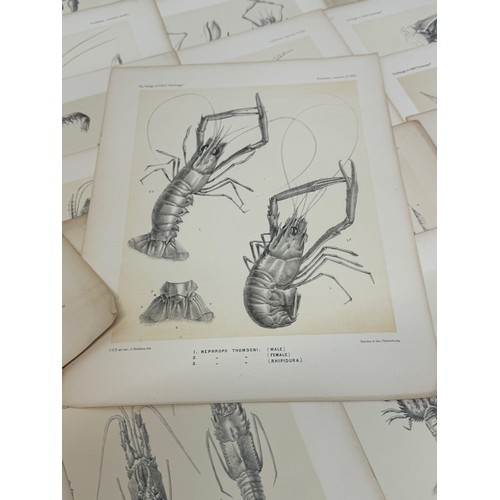 26 - A collection of plates of Antarctic specimen’s from the Discovery. Reports  from the 1800’s.

This l... 