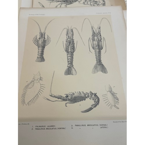 26 - A collection of plates of Antarctic specimen’s from the Discovery. Reports  from the 1800’s.

This l... 