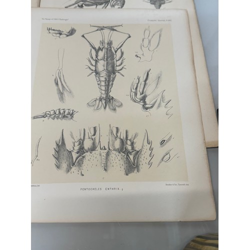 26 - A collection of plates of Antarctic specimen’s from the Discovery. Reports  from the 1800’s.

This l... 