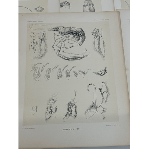 26 - A collection of plates of Antarctic specimen’s from the Discovery. Reports  from the 1800’s.

This l... 