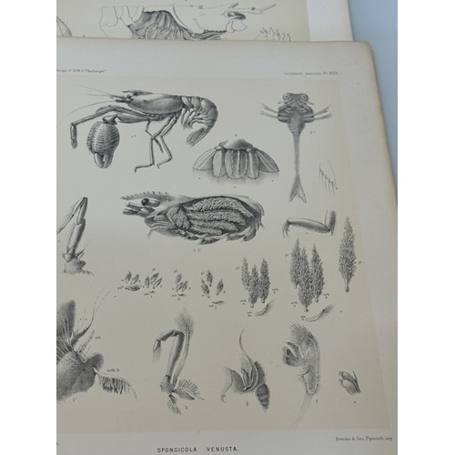 26 - A collection of plates of Antarctic specimen’s from the Discovery. Reports  from the 1800’s.

This l... 