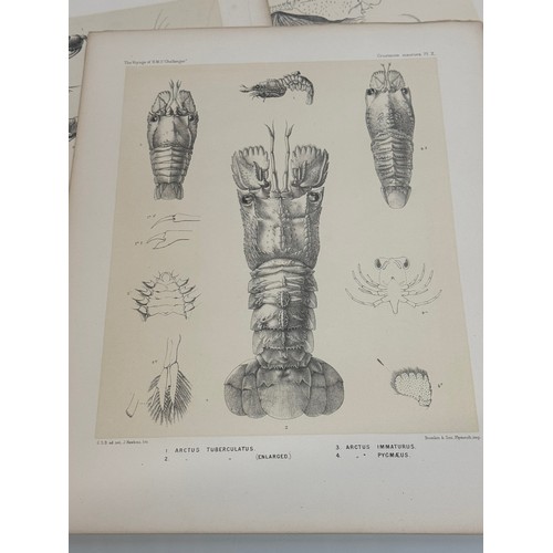 26 - A collection of plates of Antarctic specimen’s from the Discovery. Reports  from the 1800’s.

This l... 