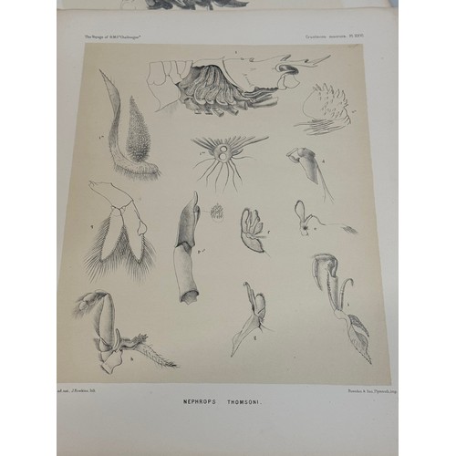 26 - A collection of plates of Antarctic specimen’s from the Discovery. Reports  from the 1800’s.

This l... 