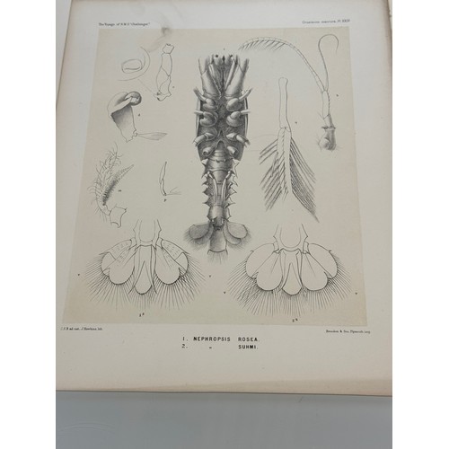 26 - A collection of plates of Antarctic specimen’s from the Discovery. Reports  from the 1800’s.

This l... 