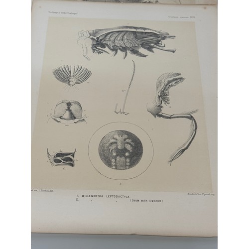 26 - A collection of plates of Antarctic specimen’s from the Discovery. Reports  from the 1800’s.

This l... 