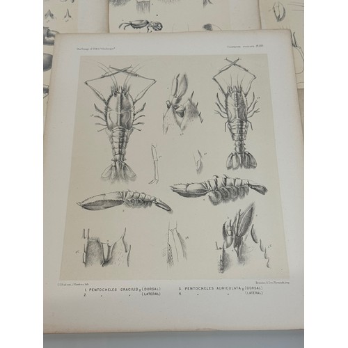 26 - A collection of plates of Antarctic specimen’s from the Discovery. Reports  from the 1800’s.

This l... 