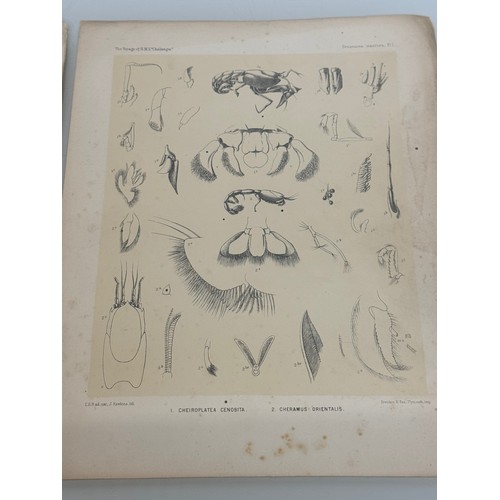 26 - A collection of plates of Antarctic specimen’s from the Discovery. Reports  from the 1800’s.

This l... 