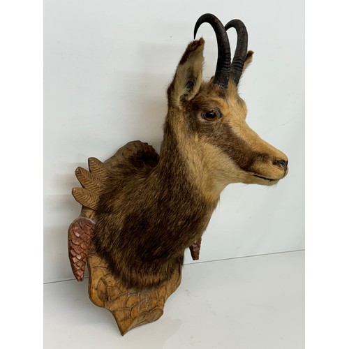 257 - Taxidermy, black forest wear, a mounted Chamois bust, 60 cm tall x 31 cm wide.

This lot is availabl... 