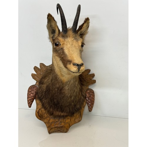 257 - Taxidermy, black forest wear, a mounted Chamois bust, 60 cm tall x 31 cm wide.

This lot is availabl... 