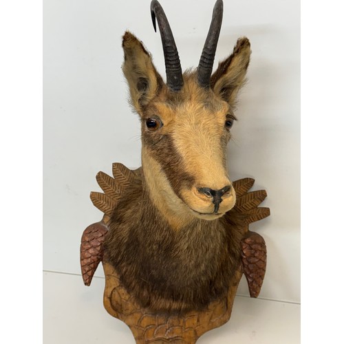 257 - Taxidermy, black forest wear, a mounted Chamois bust, 60 cm tall x 31 cm wide.

This lot is availabl... 