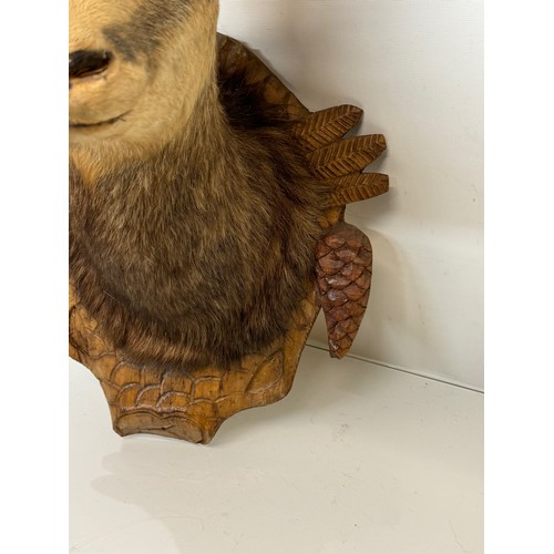 257 - Taxidermy, black forest wear, a mounted Chamois bust, 60 cm tall x 31 cm wide.

This lot is availabl... 