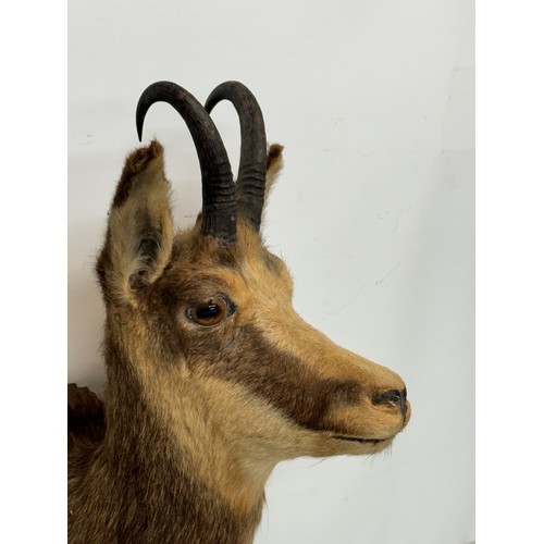 257 - Taxidermy, black forest wear, a mounted Chamois bust, 60 cm tall x 31 cm wide.

This lot is availabl... 