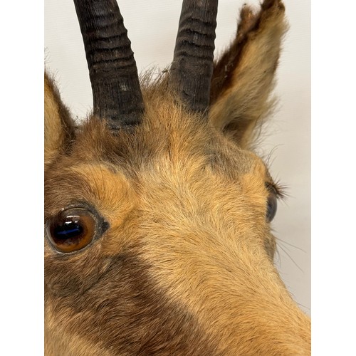 257 - Taxidermy, black forest wear, a mounted Chamois bust, 60 cm tall x 31 cm wide.

This lot is availabl... 