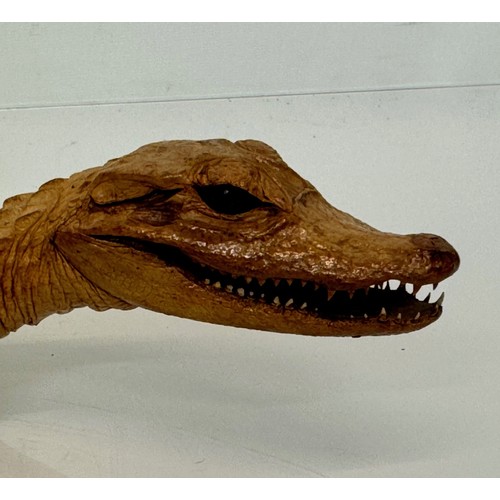 258 - Taxidermy, uncased preserved reptile, an unmounted Caimen, 39 cm long.

This lot is available for in... 