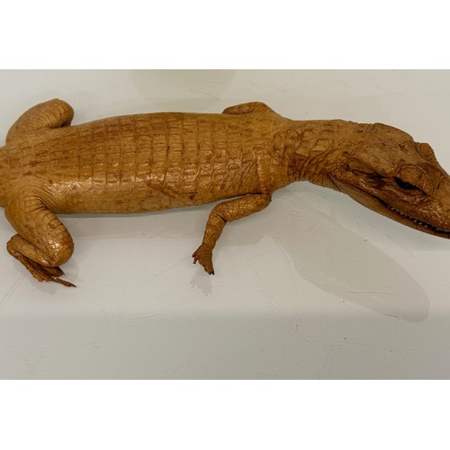 258 - Taxidermy, uncased preserved reptile, an unmounted Caimen, 39 cm long.

This lot is available for in... 