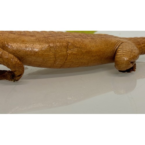 258 - Taxidermy, uncased preserved reptile, an unmounted Caimen, 39 cm long.

This lot is available for in... 