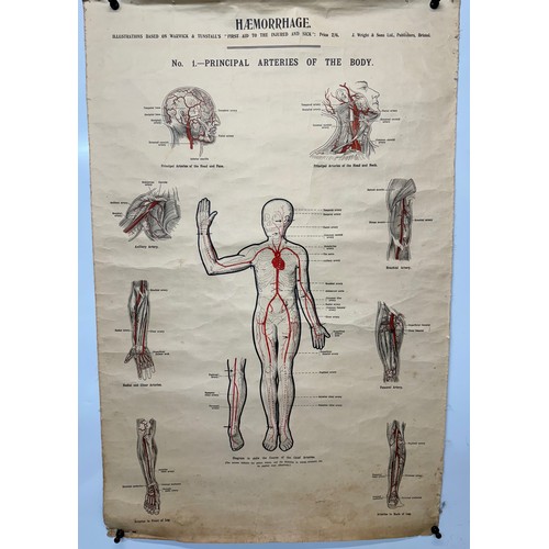 50 - Early C20th linen backed First Aid poster, Principle Arteries of the Body, 101 cm x 66 cm.

This lot... 