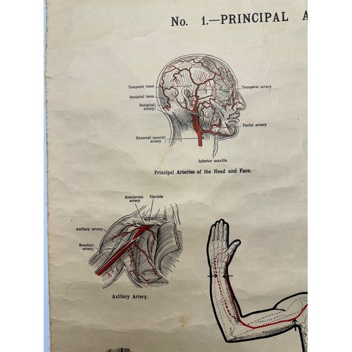 50 - Early C20th linen backed First Aid poster, Principle Arteries of the Body, 101 cm x 66 cm.

This lot... 