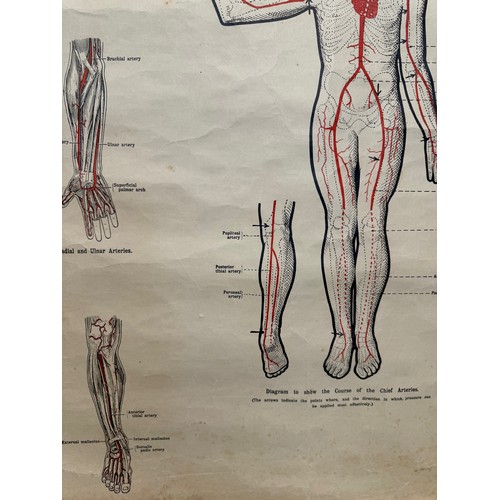 50 - Early C20th linen backed First Aid poster, Principle Arteries of the Body, 101 cm x 66 cm.

This lot... 