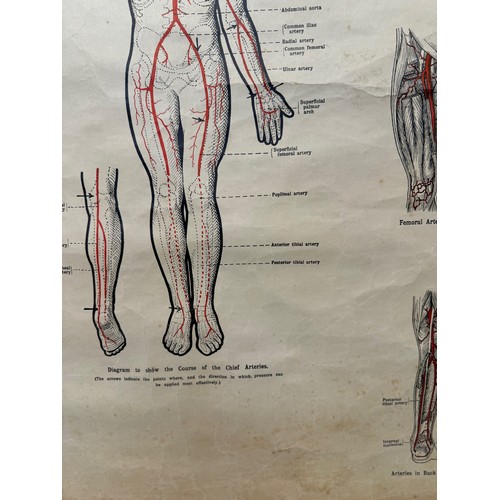 50 - Early C20th linen backed First Aid poster, Principle Arteries of the Body, 101 cm x 66 cm.

This lot... 