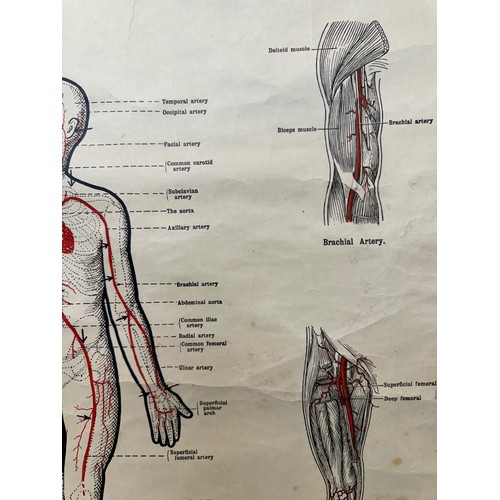 50 - Early C20th linen backed First Aid poster, Principle Arteries of the Body, 101 cm x 66 cm.

This lot... 